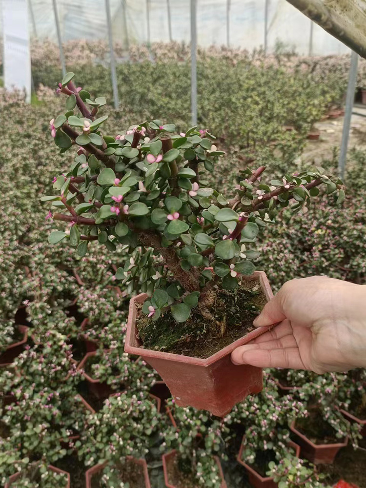 Portulacaria afra Jacq. - CNPlantPort-Chinese Live Plants Supplier Company