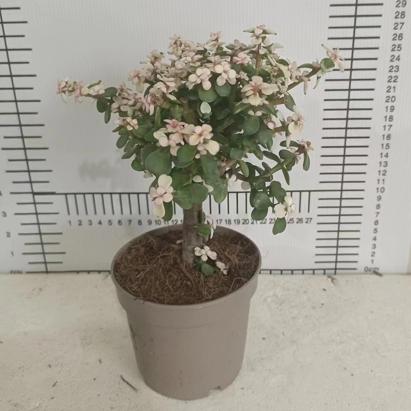 Portulacaria afra Jacq. - CNPlantPort-Chinese Live Plants Supplier Company