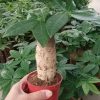 Single Head Plant Pachira