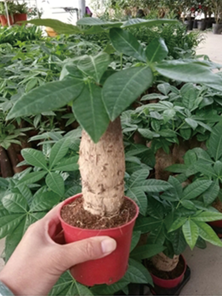 Single Head Plant Pachira