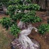 Big Ficus Bonsai