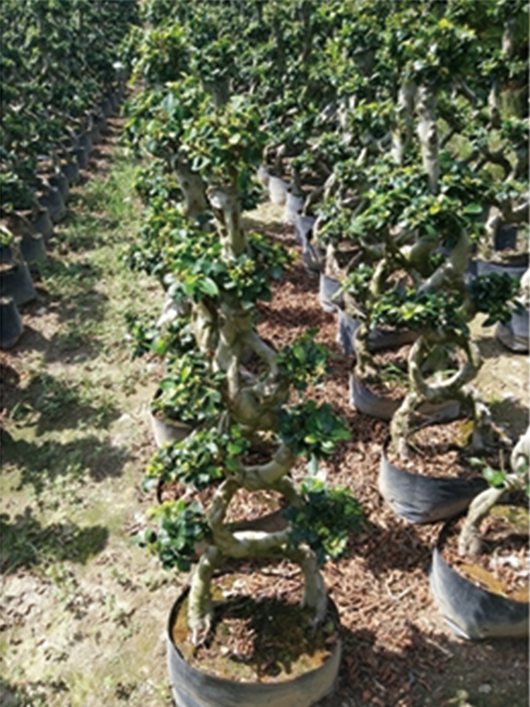 8 Shape Ficus Bonsai