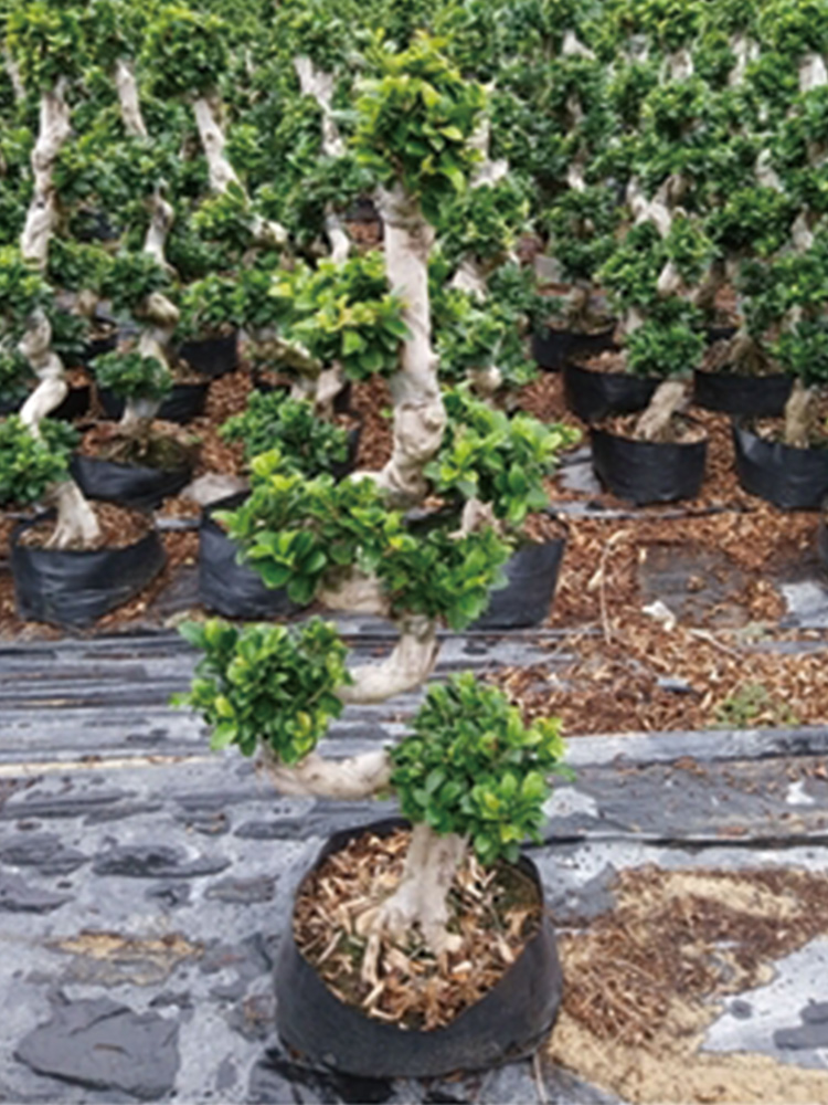 S Shape Ficus Bonsai