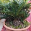 Multi-Root Cycas
