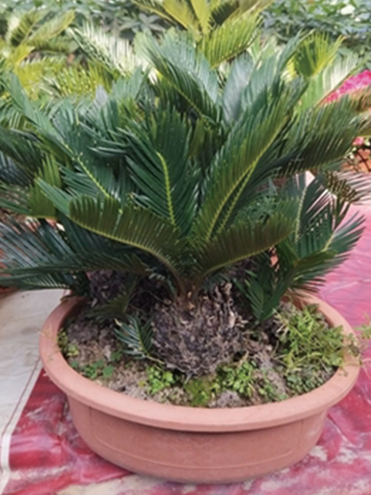 Multi-Root Cycas