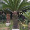Cycas Revoluta Sago Palm