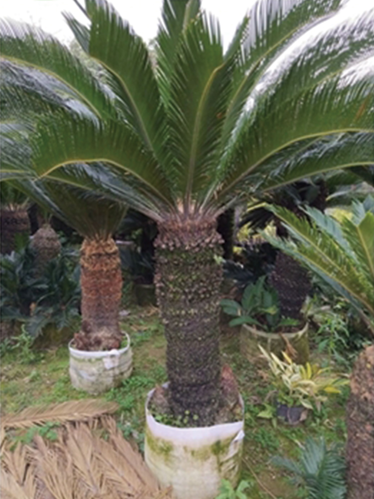 Cycas Revoluta Sago Palm