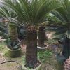 Cycas Revoluta With Leaves With Soil