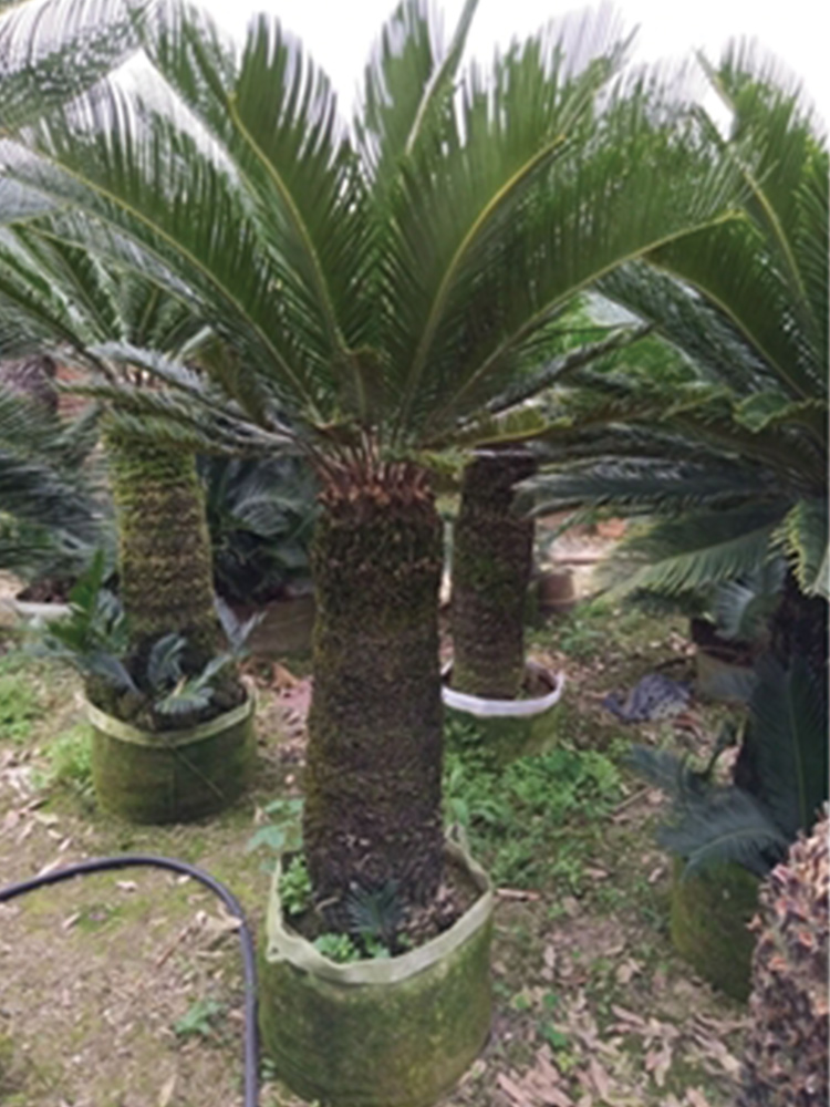 Cycas Revoluta With Leaves With Soil