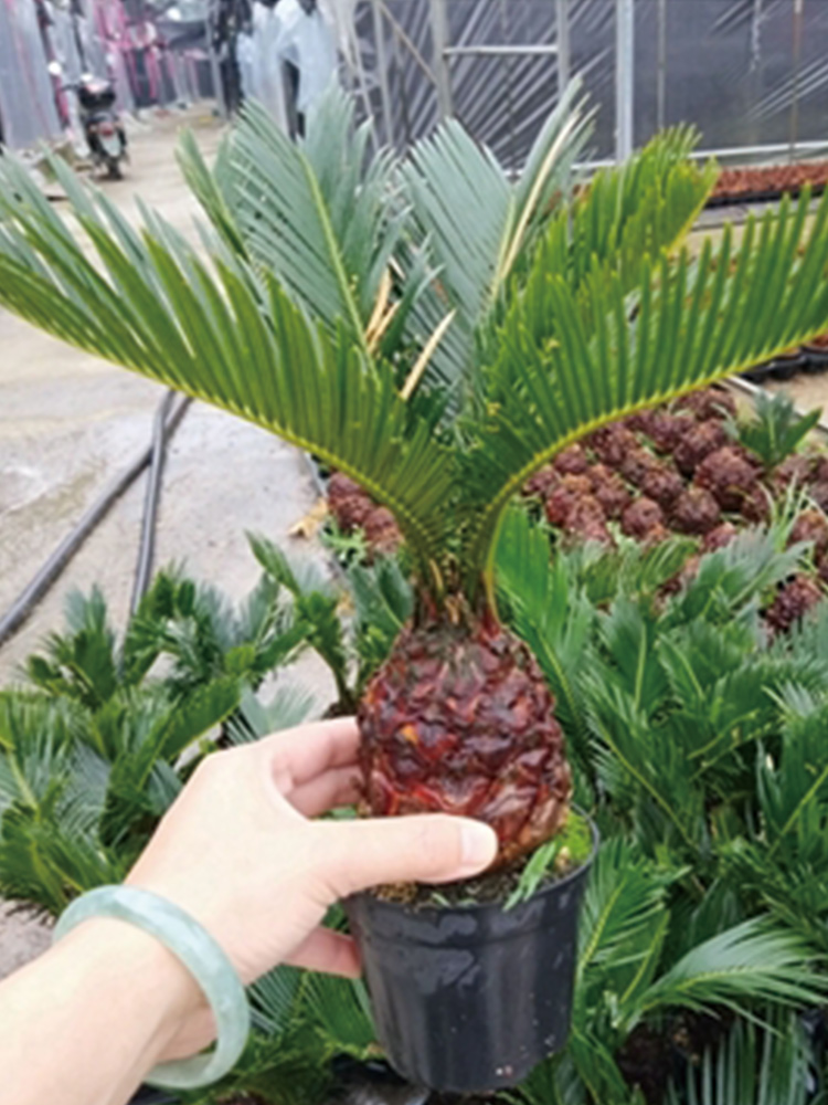 Cycas Ball Revoluta With Leaves With Cocopeat