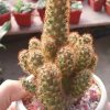Ungrafted Cactus
