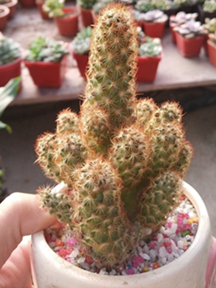 Ungrafted Cactus