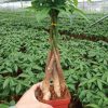 Nice Quality Indoor Plant Money Tree Pachira