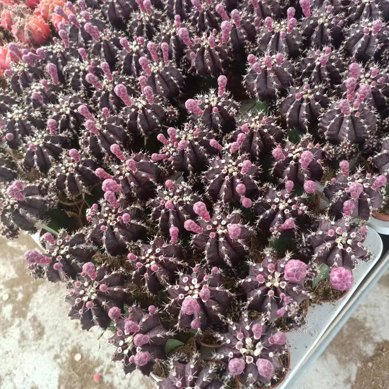 Purple Flower Cactus