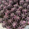 Purple Flower Cactus