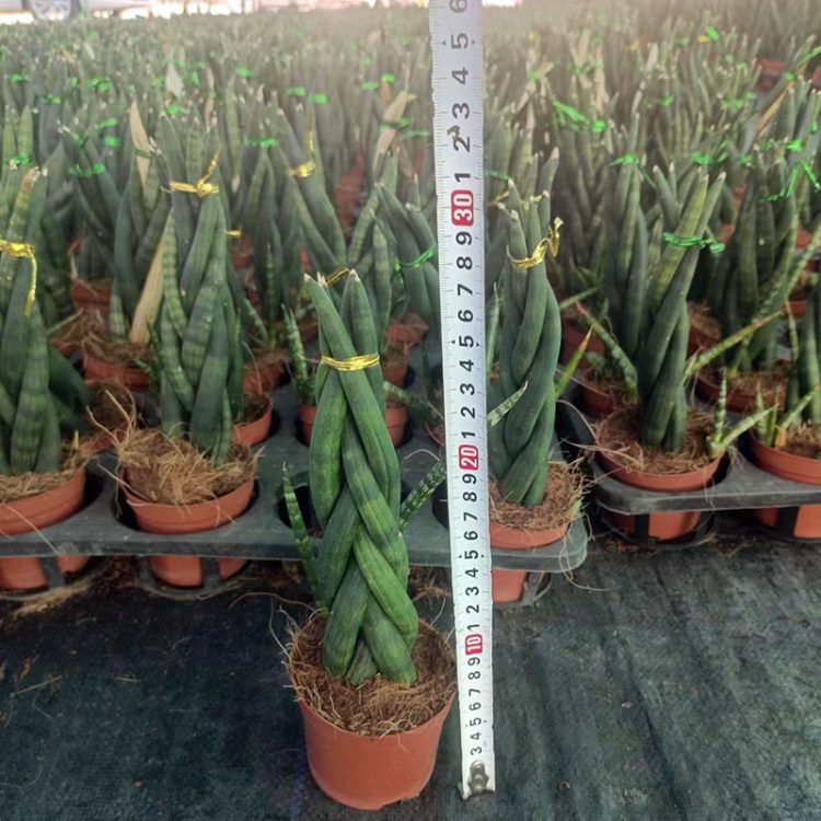 Sansevieria Cylindrica cutting (5 Twisted)