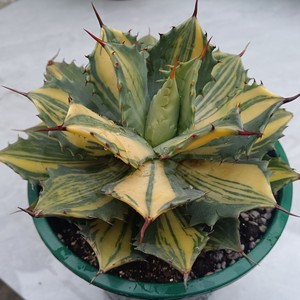 Agave Isthmensis 'Youkihi'